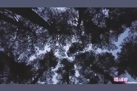 号称九千岁，全世界最老的树木，长啥样？视频封面