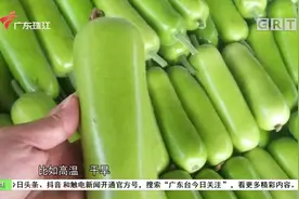 注意！发苦的葫芦瓜有毒 务必小心食用