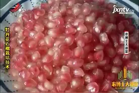 牡丹花石榴1：属观赏食用绿化一体的花果树品种，花量多座果率低视频封面