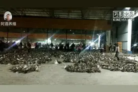 南宁三津活禽市场  养鸭可以自己拉来这里卖 凌晨三四点开市了视频封面