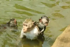 猴子一家在水中嬉戏，猴爸猴妈在线教你如何游泳！