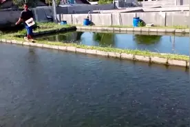 为什么不打氧，密度这么大，难道不缺氧吗？这鱼的生命力太强了