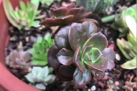 多肉巧克力方砖种植技巧，2次砍头，坚强长成小树的模样视频封面