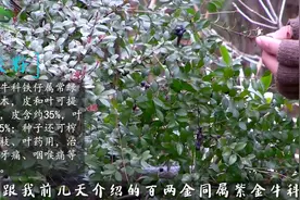 山里一种常见灌木小铁子，城里做盆栽很是畅销，经济价值同样不菲视频封面