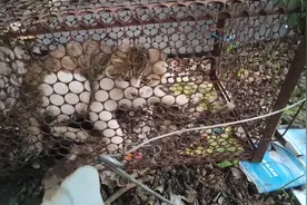 抓住一只肥大的野猫 它偷吃了我家7只小鸡仔 我该怎么办？放生？