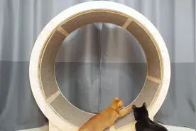 牛人给自家猫做了一个滚轮，猫在家也能锻炼身体了