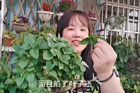 家里养薄荷，一个小技巧，一棵爆一盆，掐了芽泡茶，掐一根长一窝视频封面