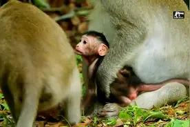 母猴吃水果，却不愿意给小猴子吃一口，难怪小猴子饿得骨瘦如柴！视频封面