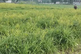 农村第一牛人种植8亩地稀罕物，一年四季不用管理，一亩地收入2万视频封面