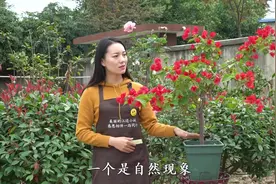 三角梅落花掉叶怎么办，自查这三点，养花其实很简单视频封面