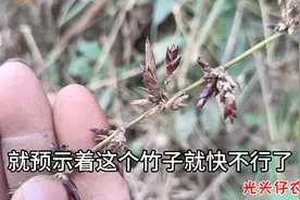 竹子开花十分罕见，老人说这种情况要把竹子砍掉，到底是为什么视频封面