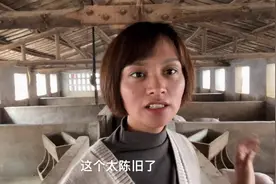 想养猪的看过来，这种猪圈的设计不错，两三万也可以开始创业养猪视频封面