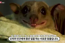 新冠病毒的罪魁祸首？病毒为何总是从蝙蝠身上来？视频封面