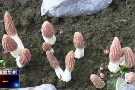 新华社陕西分社来渭南市华州区采访调研视频封面