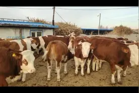 夏季很多养牛人苦于牛场被苍蝇蚊子牛虻等昆虫滋扰，怎么解决呢？