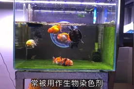 新鱼到家要谨慎，亚甲基蓝用量用法解读