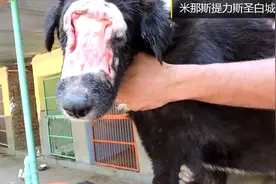 动物保护组织拯救受伤严重可怜的狗狗！视频封面