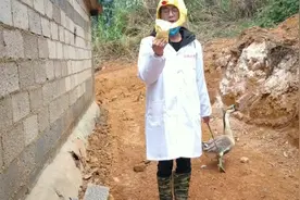 养鸡技术：多维拌料喂鸡，大部分养殖户不会分享给大家，有何秘密视频封面