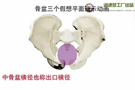 认识你的骨盆——女性骨盆结构探究视频封面
