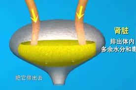 生活圈：肾脏有排毒、排水的作用，一旦受损身体会发出哪些信号？视频封面