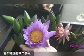 夏天室内水插鲜花容易下垂腐败，那是你没选对花，生于夏天的睡莲视频封面