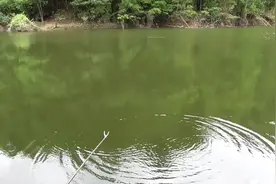 野钓，深山水库居然还有石斑鱼，这鱼从哪里来的视频封面