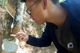 实拍西双版纳的橡胶农民，每天只管收胶，九块钱一公斤致富吗视频封面