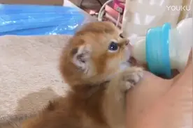 小奶猫饿急眼了，爪子紧紧抱着眼前的奶瓶：我没吃饱，不许拿走！视频封面