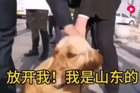 武汉一只金毛被山东援鄂医疗队喂了50天后，求合影留念，依依不舍视频封面