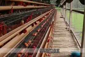 立体养鸡：上层养鸡下层养鱼，鱼饲料都省了！这种养殖方式太牛了视频封面