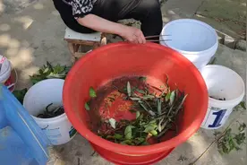 在农村专门有人收购蜈蚣和艾草，有村民抓一晚就能卖三百块钱