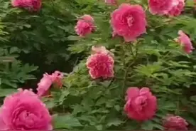 今年，洛阳牡丹鲜切花销量已超过1500000枝！比去年翻了近3倍图片