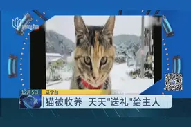 出于感激？流浪猫被收养衣食无忧，每天出门打猎，主人却受到惊吓