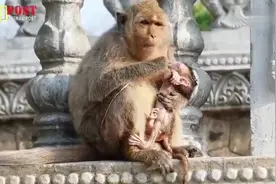 母猴用这种方法把刚出生的小猴子的脐带弄断，要害死小猴子吗视频封面