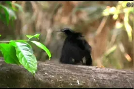 雷军神曲 Are you OK！原曲Angelina MV赏析！视频封面