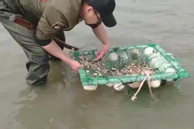 小伙自制赶海神器，一个钟头竟挖了30斤花蛤，老妈直呼发财了视频封面