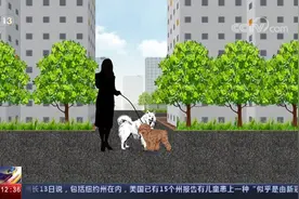 女子牵狗遛弯 两条狗发生撕咬致其受伤 对方无证不栓绳还拒绝赔偿视频封面