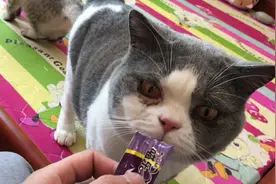 两只黏人的猫咪是如何训练成的？网友：首先你需要有猫条！