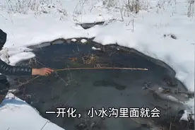 黑龙江林区，到处是野生保护动物，最值钱的林蛙，抓1只判3年！视频封面