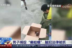 癞蛤蟆不是你想抓就能抓，这类癞蛤蟆私捕1只违法，20只以上犯罪视频封面