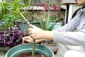 木瓜树太高难摘瓜，用园艺铝线把它矮化了视频封面