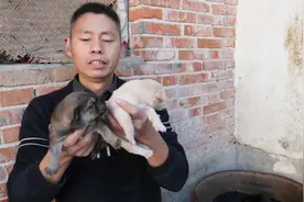 狗妈妈走了，农村小罗难受想哭，这6只小狗该怎么生存？