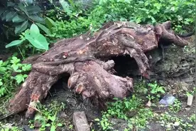 野外发现一个大树根，搬回去赶紧盘，客户给30万没卖视频封面
