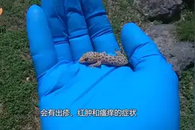 趣闻:为何农村老人说被壁虎咬了无药可治，难道壁虎真的有毒？视频封面