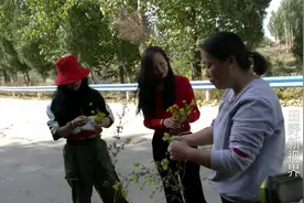 农村大姐从山上摘的野生黄色小菊花，泡水当茶喝，能清肝明目视频封面