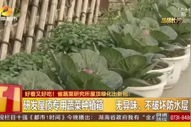省蔬菜研究所研发屋顶专用蔬菜种植箱，“天空菜园”将实现视频封面