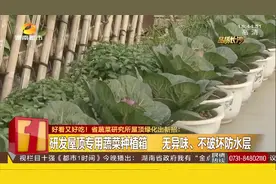 省蔬菜研究所研发屋顶专用蔬菜种植箱，“天空菜园”将实现视频封面
