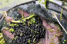 野塘抓大蝌蚪，黑色的小蝌蚪密密麻麻，大蝌蚪很少，但有大泥鳅