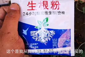 生根粉还可以叶面喷施？给大家科普一下，强效生根粉功能强大视频封面