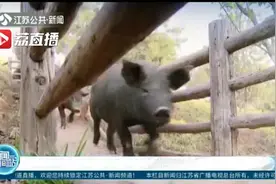 江苏黑猪“远嫁”陕西，一胎多生5个崽！苏陕合作再升级视频封面